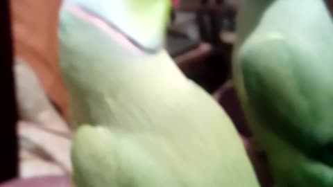 Parrot's mirror friend