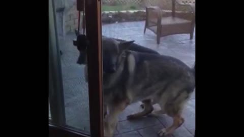 Sneaky German Shepherd Lets Friend In By Opening Screen Door
