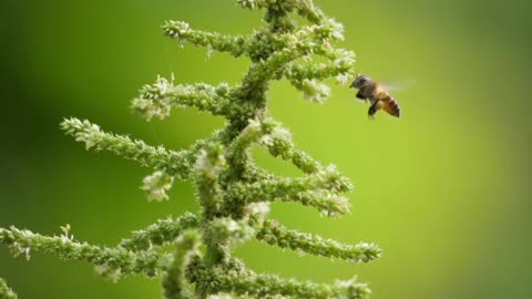 Group Of Bees Flying Around honeysuckle field