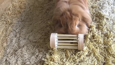 Nothing is impossible for Pimousse the bunny