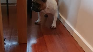 Cute French Bulldog Scared Of The Vacuum