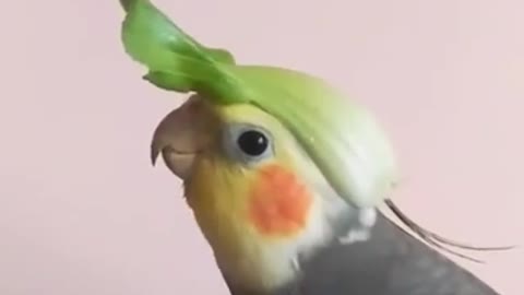 Bird with a beautiful song