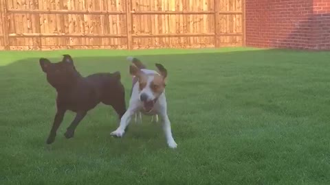 Crazy Beagle and Pug playing in new garden