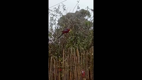 Wild Birds, Winter Garden, Crimson Rosellas