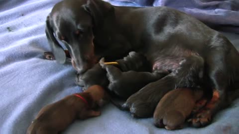 Cute 5th Puppy Birth