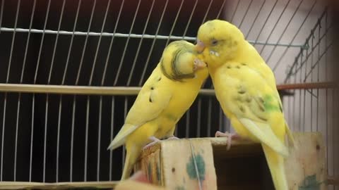 A bird and his wife exchange beautiful kisses