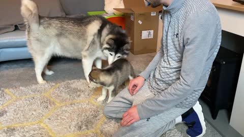 Life With Husky Puppy; From Day One Till Now!! [UNSEEN CLIPS!]