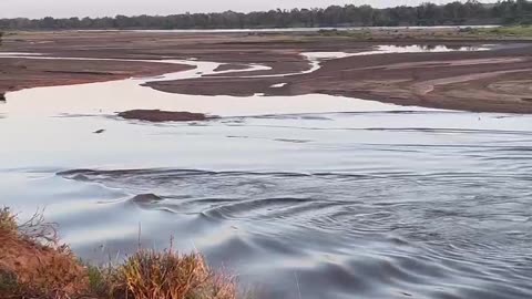 Hippo Mom and Calf Race Through Water