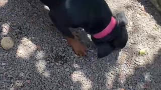 Carzy Rottweiler puppy playing with owner ❤️❤️💕👍