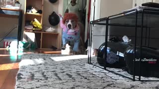 Doggo Loves to Dress Up