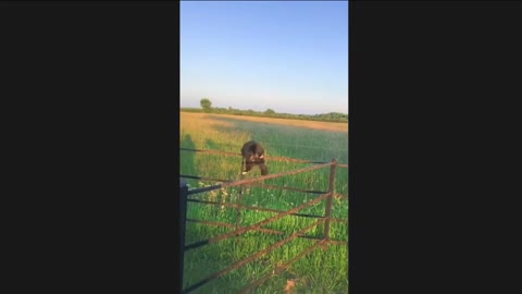 cat has funny little fail while walking along fence