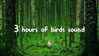 3 hours of bird sounds