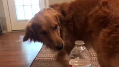 Dog attempts bottle cap challenge.