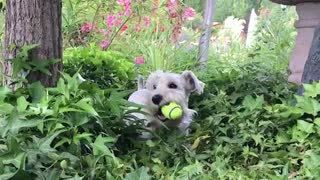 White dog with green tennis ball in its mouth surrounded by green leaves