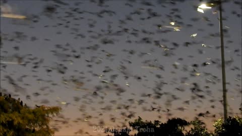 Purple Martins