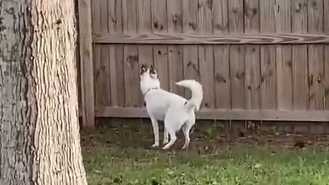 Husky Playfully Prances Like a Deer