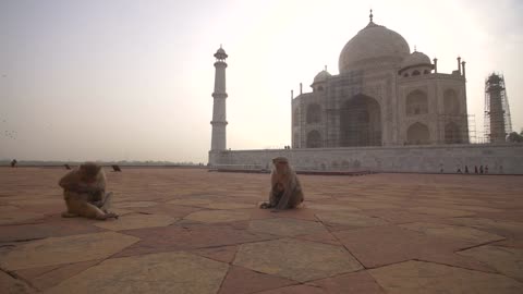 How Mother and Infant Monkeys Reacted When They Saw Me In Front Of Massjed Photographing