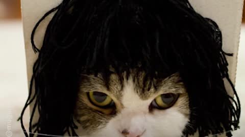 This cat unknowingly tries on wigs everytime he sticks his head through a box
