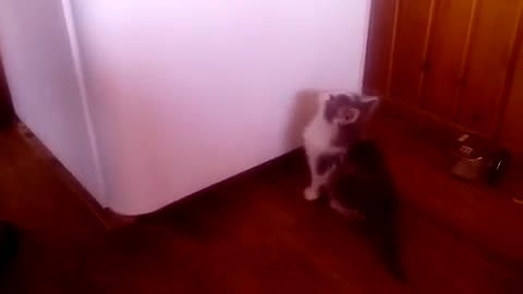 Little kitten is trying to open the refrigerator