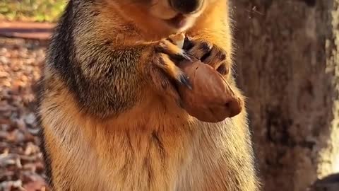 Best and funniest squirrel video