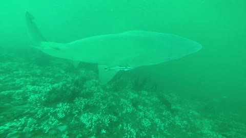 111 Shark Dive on the Spar Wreck