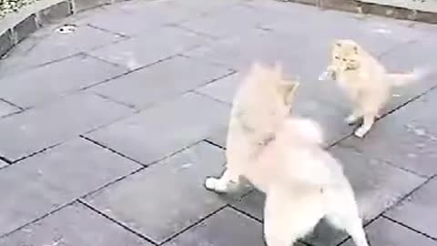 Dog VS Cat Fights