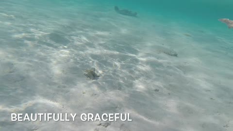 Deadly Stingray - more like a beautiful animal