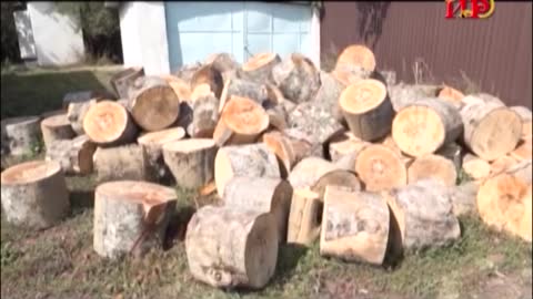 Управление лесного хозяйства Цхинвали обеспечивает дровами одинокие и малоимущие семь