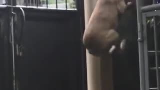 Dog is a brilliant escape artist