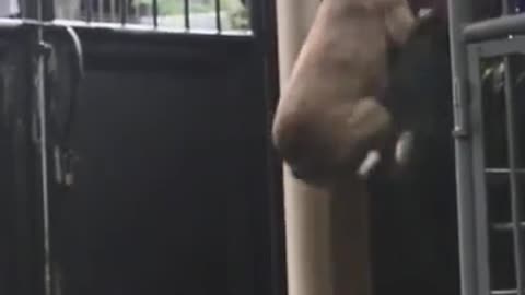 Dog is a brilliant escape artist