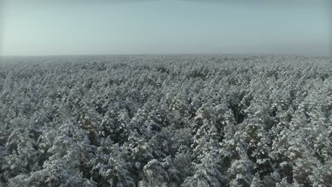 Aerial Footage of a Trees and Snow