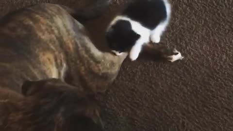 Kitten Playing with Dogy's tail