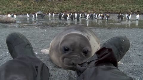 Curious and cute Baby Seal Approaches Cameraman