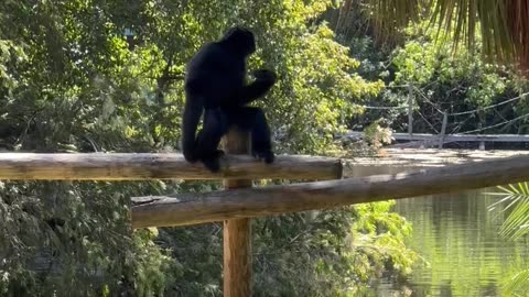 Gibbons Play With Iguanas in Zoo Enclosure