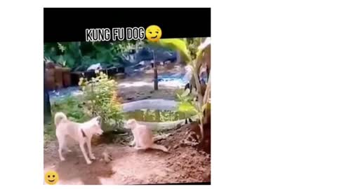 Funny Dog trending kicked cat (kung fu dog)