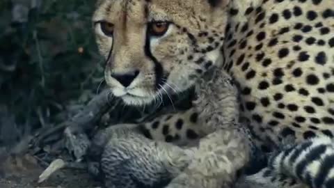 Such Precious newborn #Cheetah cub