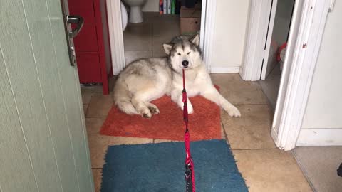 Lazy Malamute refuses to budge for walk time