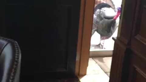 Best Turkey Video! Knock, Knock!