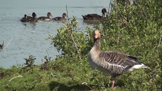 Mother Duck guides her ducklings to a safer place