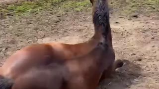 Extremely Lazy Horse