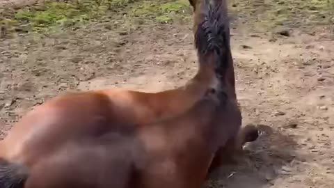 Extremely Lazy Horse