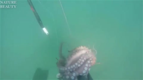 AMAZING catch Giant lobsters... Underwater Big octopus hunting skills..