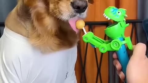 Dog_ Just because I'm good-natured doesn't mean I won't bite! funny dog videos