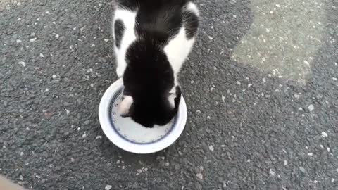 Gatito lindo comiendo que ternura 🥰😍