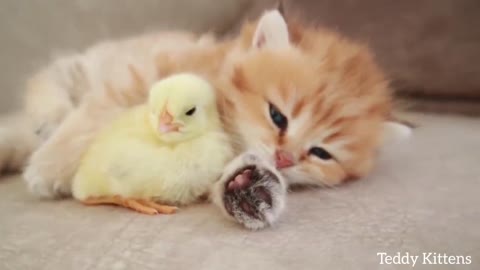 cute kitten sleep sweetly with the chicken