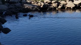 ducks feed in the river