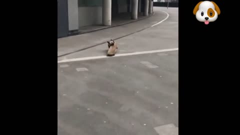 TALENTED FRENCH BULLDOG RIDING ON SKATEBOARD😅😂