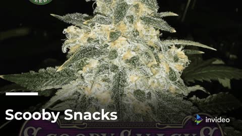 Flower to The People - Scooby Snacks