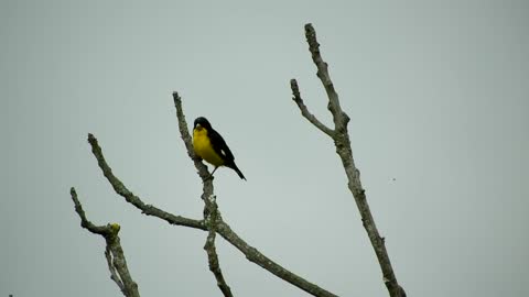 A Yellow Bellied Siskin Bird Perched on A Leafless Stem