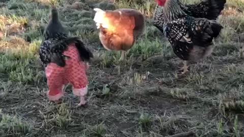 Chicken Shows off Her New Pants